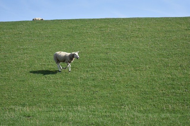 Free download Dike Sheep North -  free photo or picture to be edited with GIMP online image editor