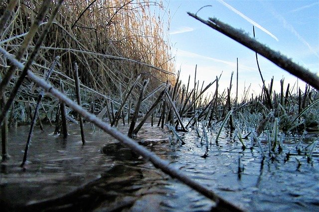 Free download Ditch Reed Frozen -  free photo or picture to be edited with GIMP online image editor