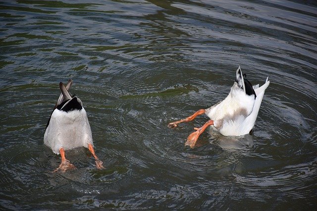 Kostenloser Download Diving Duck Water - kostenloses Foto oder Bild zur Bearbeitung mit GIMP Online-Bildbearbeitung