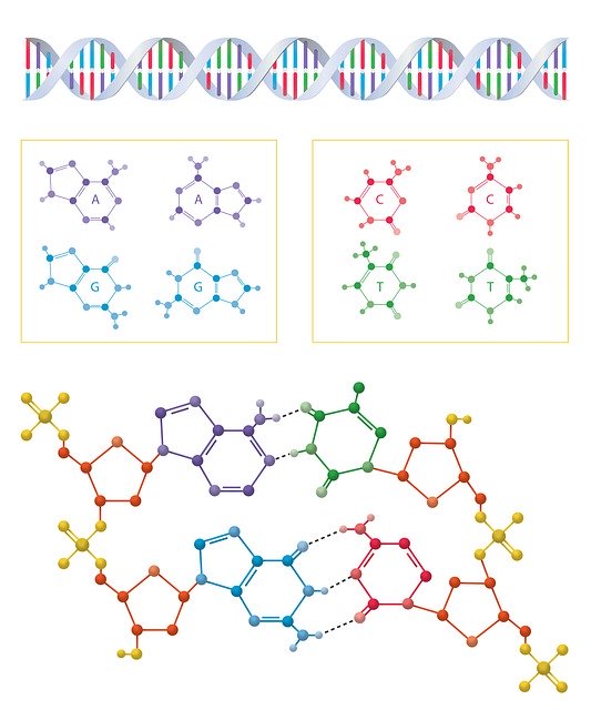 Descarga gratuita Dna Helix Amino Acids: ilustración gratuita para editar con el editor de imágenes en línea gratuito GIMP