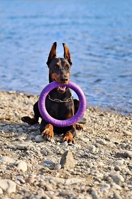 Free download doberman dog beautiful nice free picture to be edited with GIMP free online image editor