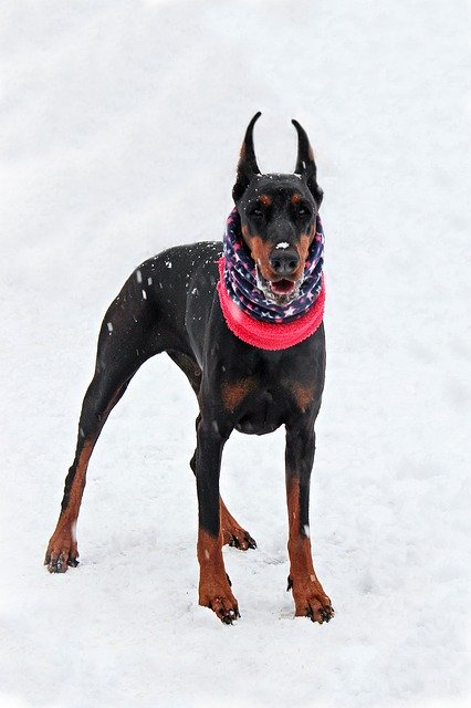 Free download Doberman Snow Dog -  free photo or picture to be edited with GIMP online image editor