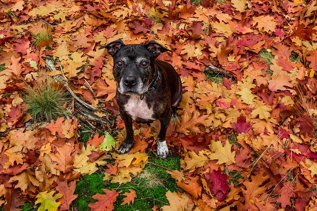 Free download Dog Amstaff Autumn -  free photo or picture to be edited with GIMP online image editor