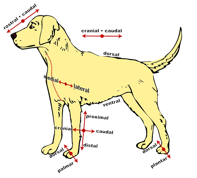 Free download Dog Anatomical Diagram - Free vector graphic on Pixabay free illustration to be edited with GIMP free online image editor