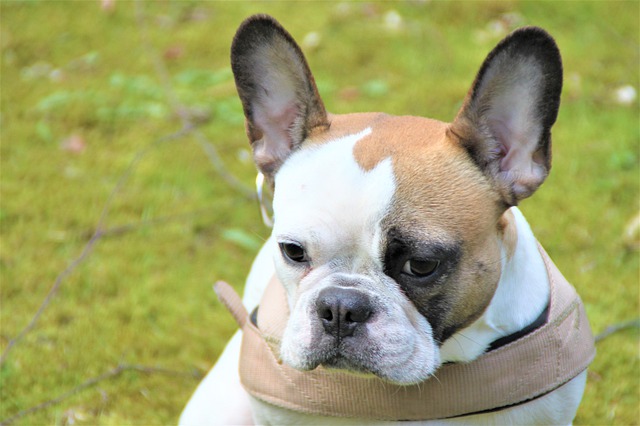 Free download dog animal bully french bulldog free picture to be edited with GIMP free online image editor