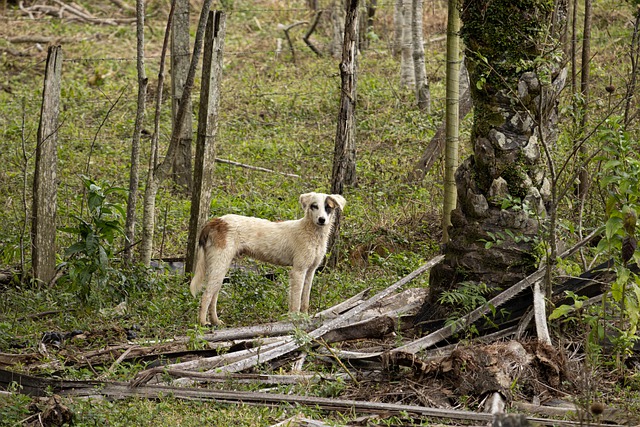 Free download dog animal mammal snout puppy free picture to be edited with GIMP free online image editor