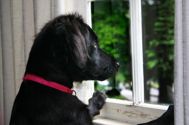 دانلود رایگان Dog At Window Flat Coated - عکس یا تصویر رایگان قابل ویرایش با ویرایشگر تصویر آنلاین GIMP