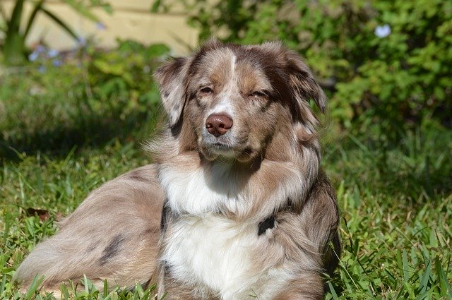 Free download Dog Aussie Australian Shepherd -  free photo or picture to be edited with GIMP online image editor