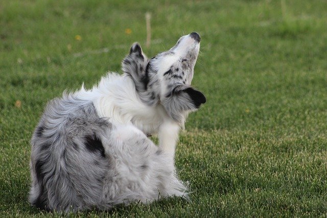 Free download Dog Australian Shepard Pet -  free photo or picture to be edited with GIMP online image editor