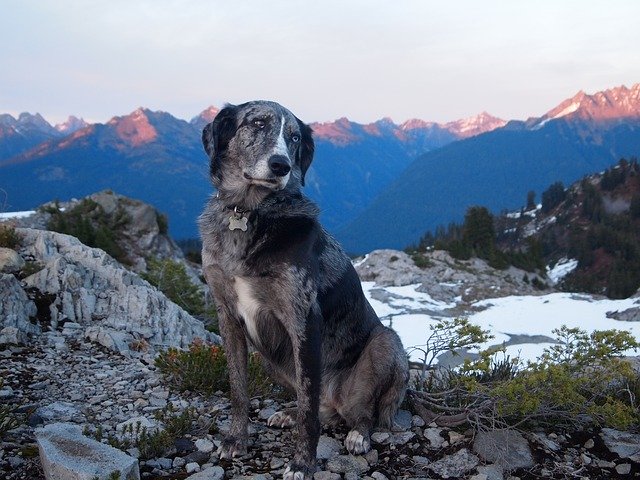 Free download Dog Australian Shepherd Mutt Mixed -  free photo or picture to be edited with GIMP online image editor