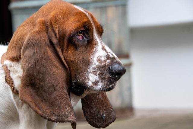 Free download dog basset hound pet hunting dog free picture to be edited with GIMP free online image editor