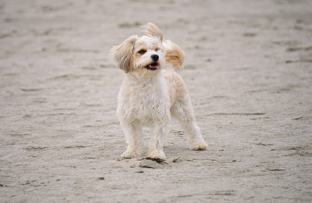 Free download dog beach animal outdoors free picture to be edited with GIMP free online image editor