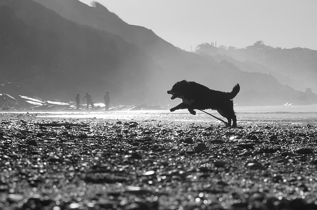 Free download dog beach light landscape free picture to be edited with GIMP free online image editor