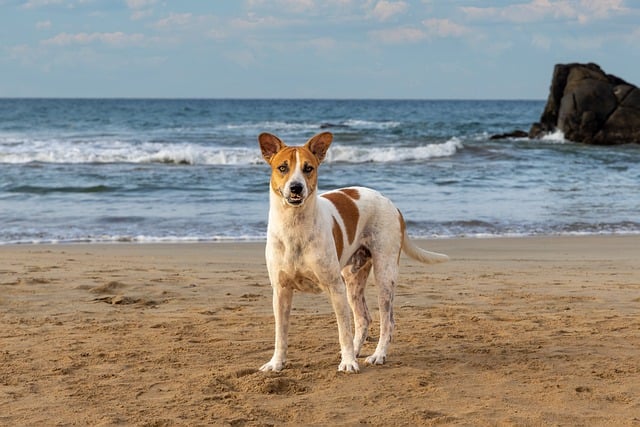 Free download dog beach sand sea ocean playful free picture to be edited with GIMP free online image editor