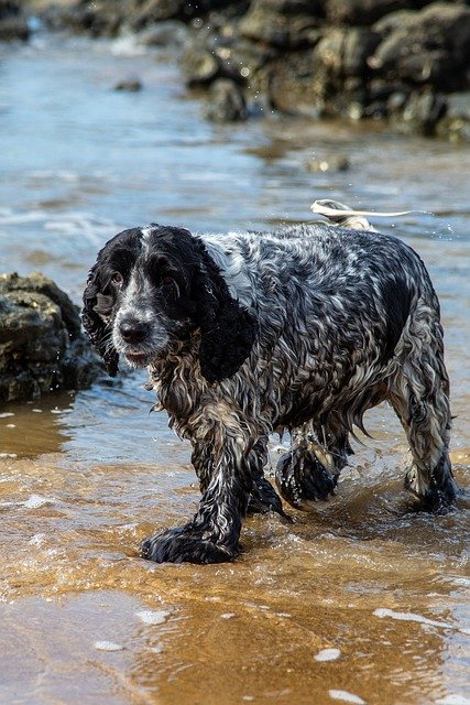 Free download dog beach wet pet animal bathe free picture to be edited with GIMP free online image editor