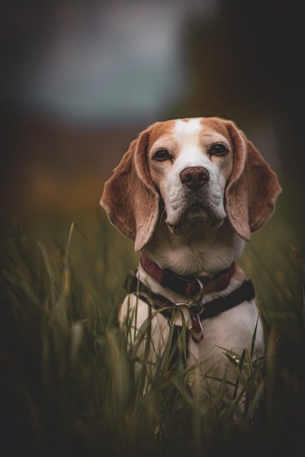 Free download dog beagle bicolor grass meadow free picture to be edited with GIMP free online image editor