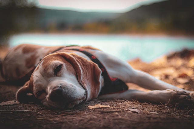 Free download dog beagle chill relax water flow free picture to be edited with GIMP free online image editor