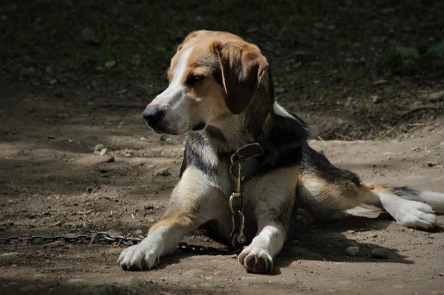 Free download Dog Beagle Mammals -  free photo or picture to be edited with GIMP online image editor