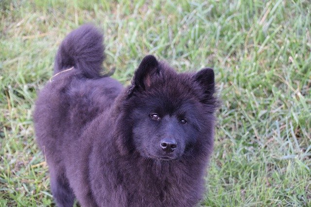 Free download Dog Bitch Eurasier Female -  free photo or picture to be edited with GIMP online image editor