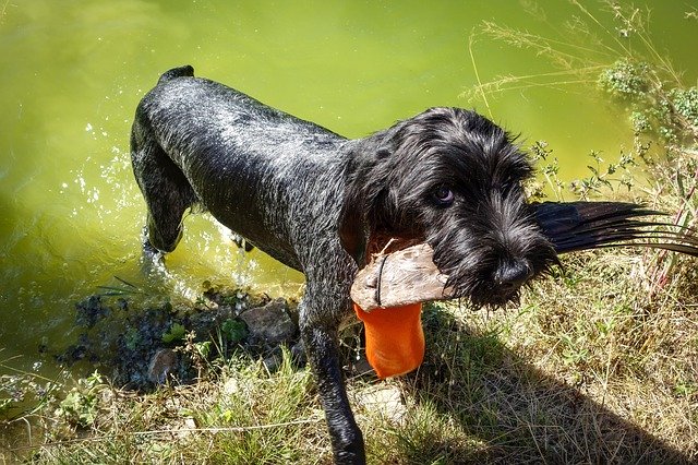 Free download Dog Black German Wire Hair -  free photo or picture to be edited with GIMP online image editor