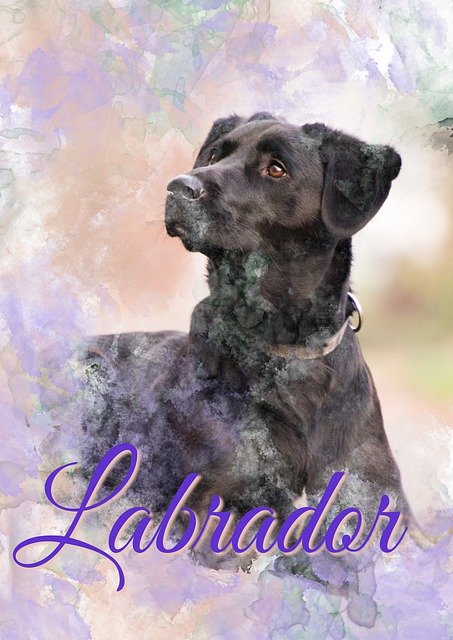 Free download Dog Black Lab Labrador -  free illustration to be edited with GIMP free online image editor