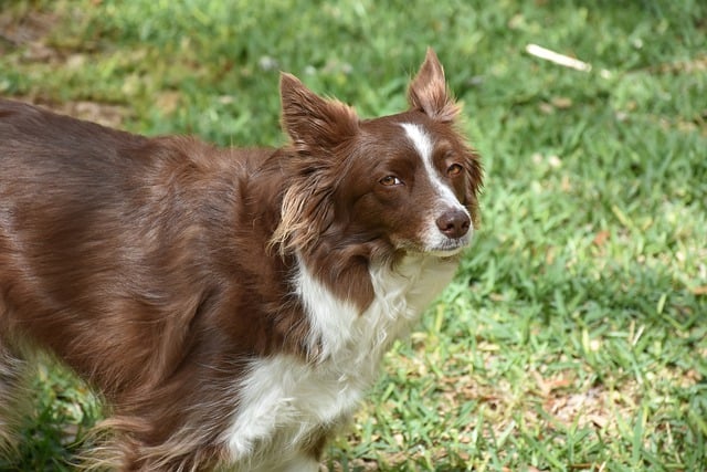 Free download dog border collie grass canine pet free picture to be edited with GIMP free online image editor