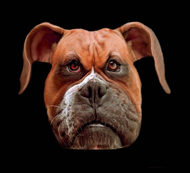 Free download Dog Boxer Animal -  free illustration to be edited with GIMP free online image editor