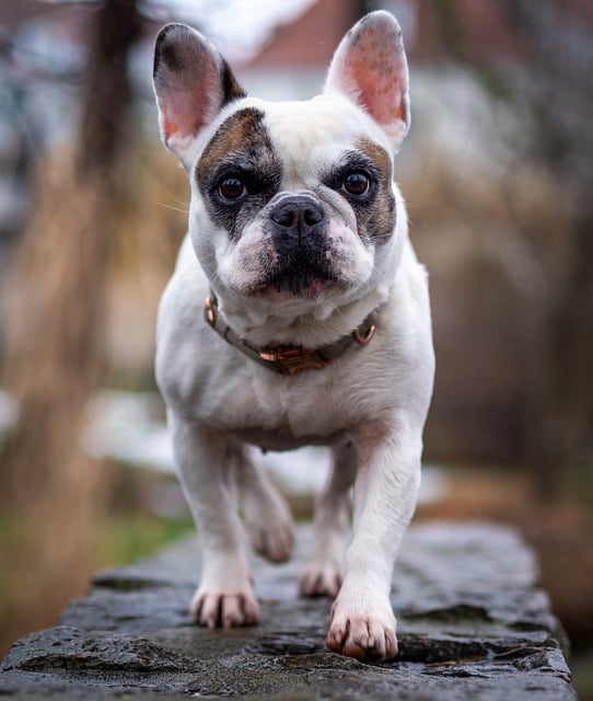 Free download dog bulldog french bulldog pet free picture to be edited with GIMP free online image editor