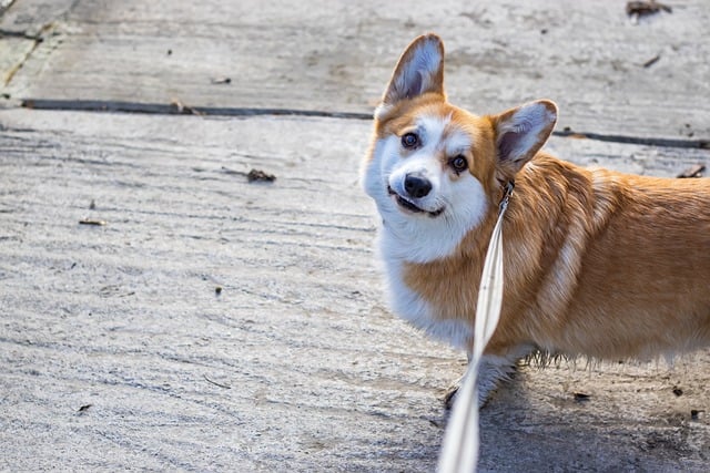 Free download dog canine corgi looking eyes free picture to be edited with GIMP free online image editor