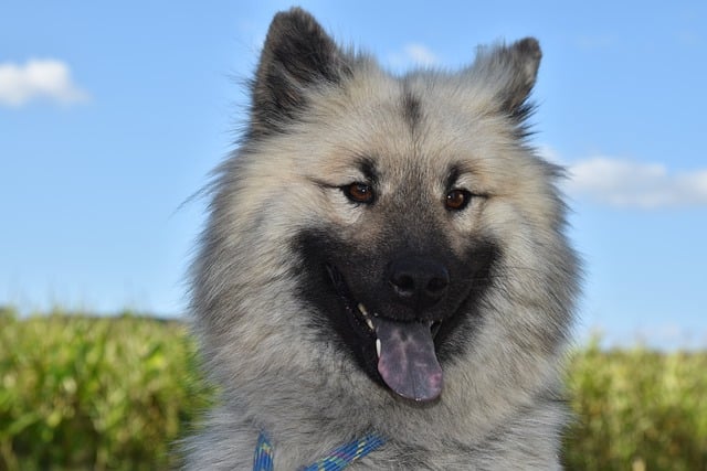 Free download dog canine eurasier companion dog free picture to be edited with GIMP free online image editor