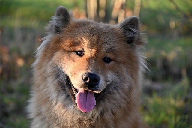 Free download dog canine eurasier mammal free picture to be edited with GIMP free online image editor