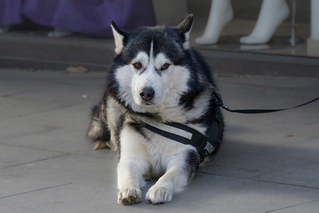 Free download dog canine husky pet animal leash free picture to be edited with GIMP free online image editor