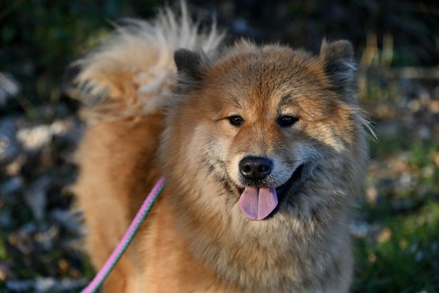 Free download dog canine mammal black truffle free picture to be edited with GIMP free online image editor