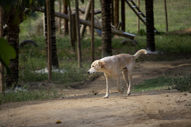 Free download dog canine mammal domestic path free picture to be edited with GIMP free online image editor