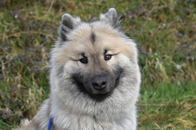 Free download dog canine mammal eurasier sealiah free picture to be edited with GIMP free online image editor