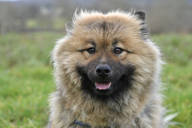 Free download dog canine mammal pet eurasier free picture to be edited with GIMP free online image editor