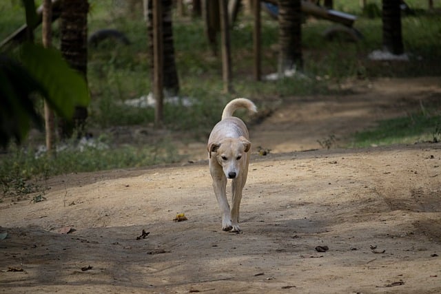 Free download dog canine mammal snout path free picture to be edited with GIMP free online image editor