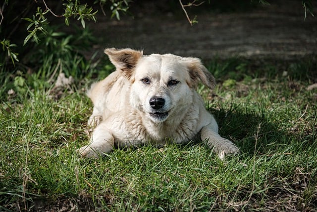 Free download dog canine pet lawn meadow animal free picture to be edited with GIMP free online image editor