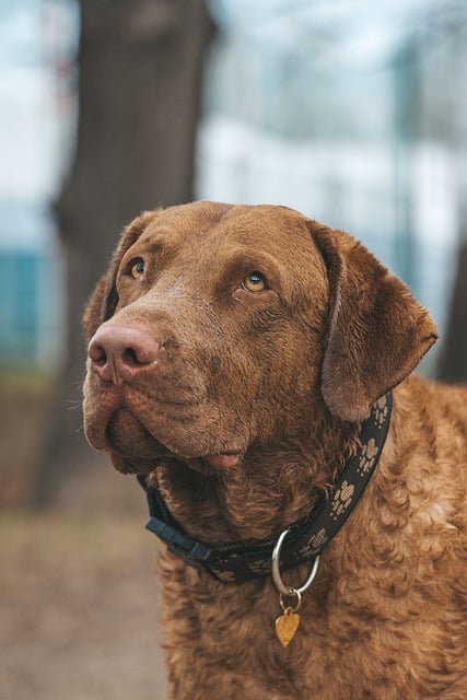 Free download dog canine pet retriever portrait free picture to be edited with GIMP free online image editor