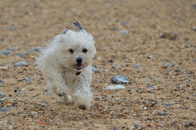 Free download Dog Canine Running free photo template to be edited with GIMP online image editor