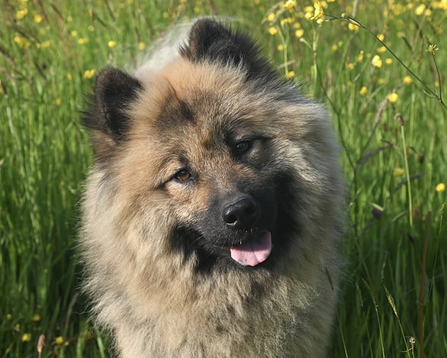 Free download dog canine sealiah eurasier dog free picture to be edited with GIMP free online image editor