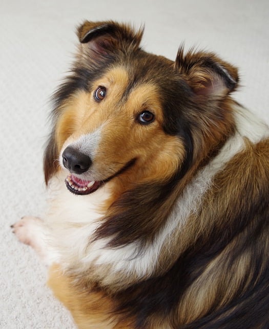 Free download dog canine shetland sheepdog free picture to be edited with GIMP free online image editor