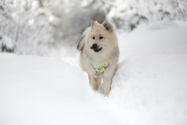 Free download dog canine snow playful free picture to be edited with GIMP free online image editor