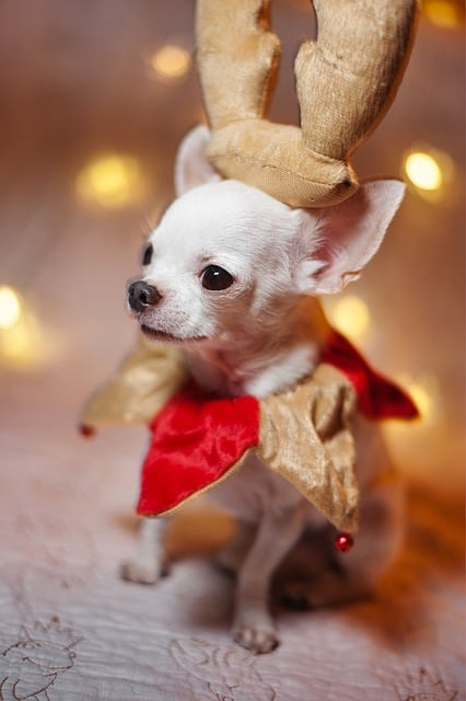 Free download dog chihuahua cute costume free picture to be edited with GIMP free online image editor