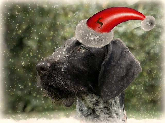 Free download Dog Christmas -  free illustration to be edited with GIMP free online image editor