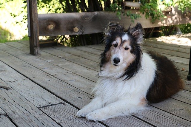 Free download Dog Collie Pet -  free photo or picture to be edited with GIMP online image editor