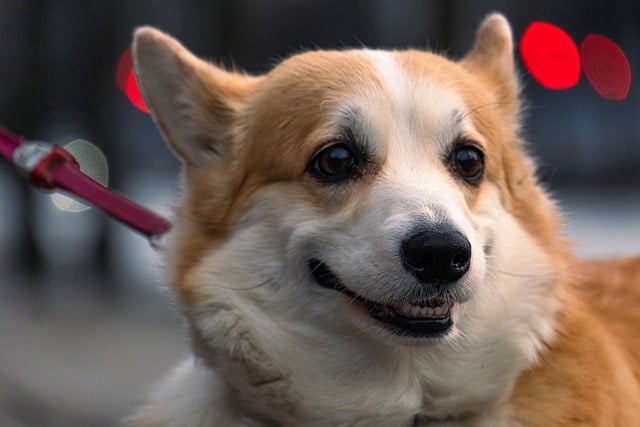 Free download dog corgi cute welsh pet close up free picture to be edited with GIMP free online image editor