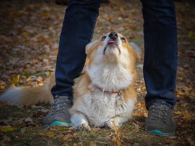 Free download Dog Corgi Shepherd -  free photo or picture to be edited with GIMP online image editor