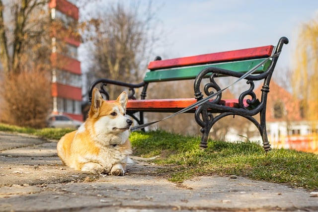 Free download dog corgi welsh corgi park free picture to be edited with GIMP free online image editor