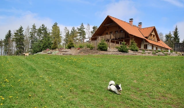 Free download dog coton de tulear meadow grass free picture to be edited with GIMP free online image editor